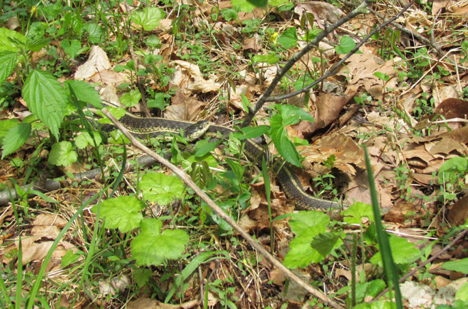 Eastern Garter Snake